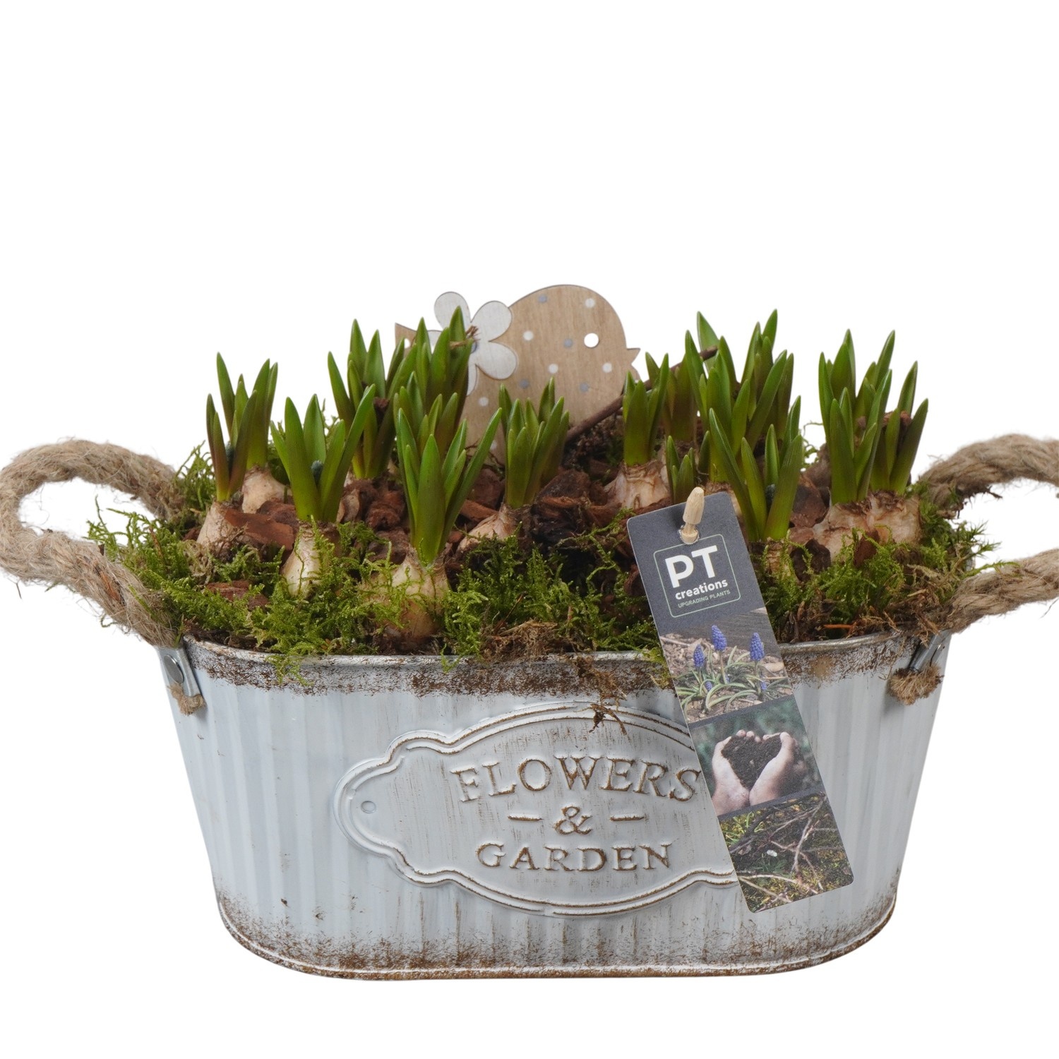 PTMB6165 Arrangement Muscari Blue in zink pot, D 24