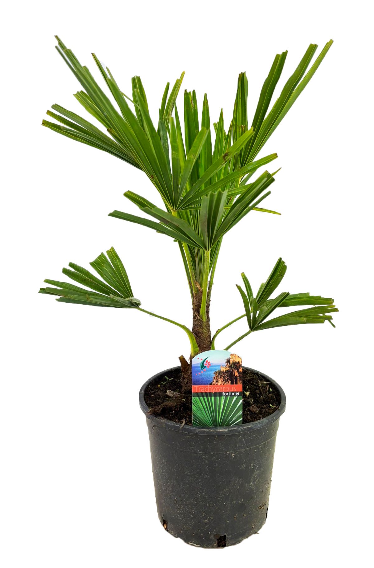 Trachycarpus fortunei, D 19