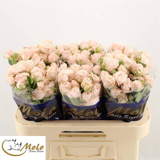 Роза куст. Бомбастик 60, шт.