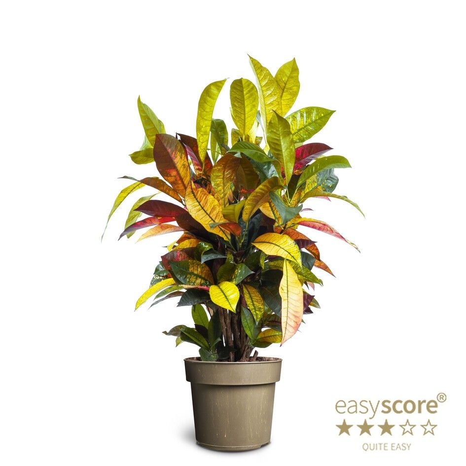 Codiaeum ´Iceton´ Branched, D 24