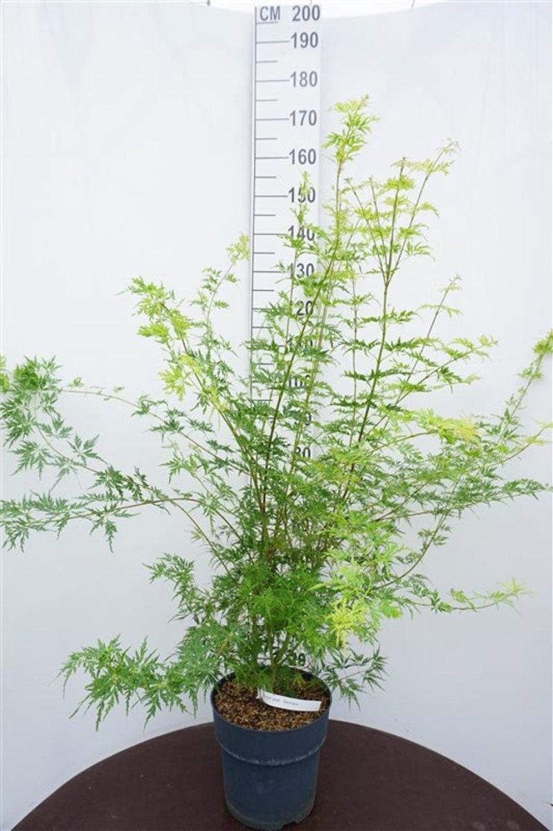 Acer pal. 'Seiryu', D 32