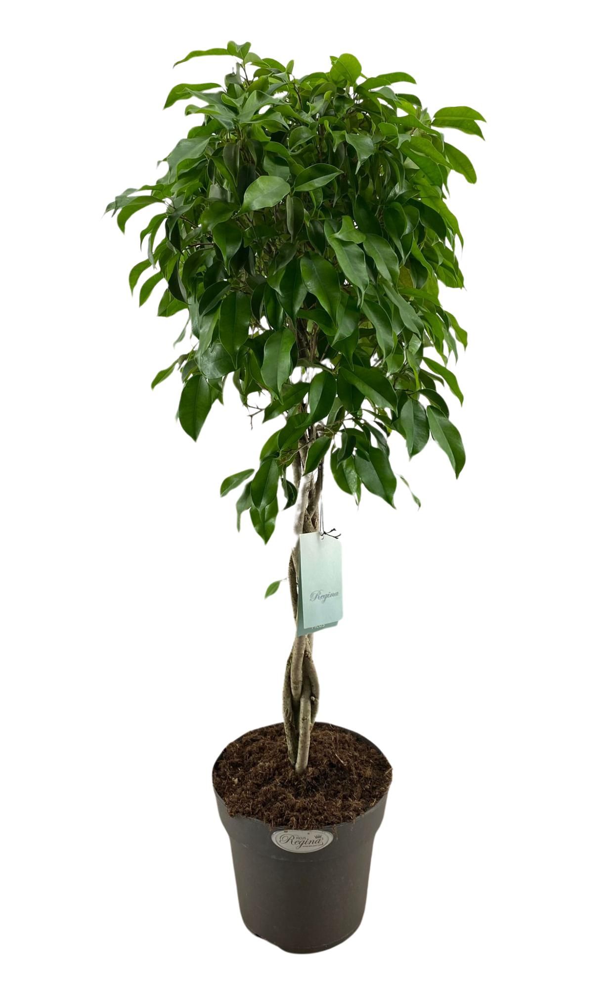 Ficus Benjamina Columnar gevlochten stam p24, D 24