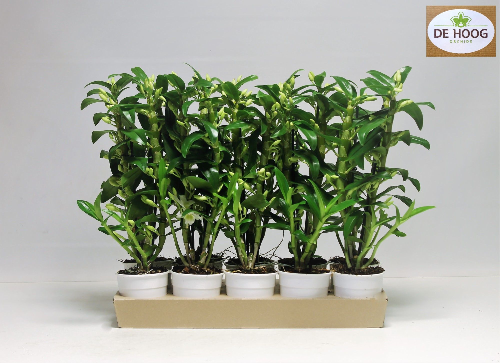 Dendrobium Nobile Apollon 2 stam 16+ tros De Hoog Ecotray, D 12