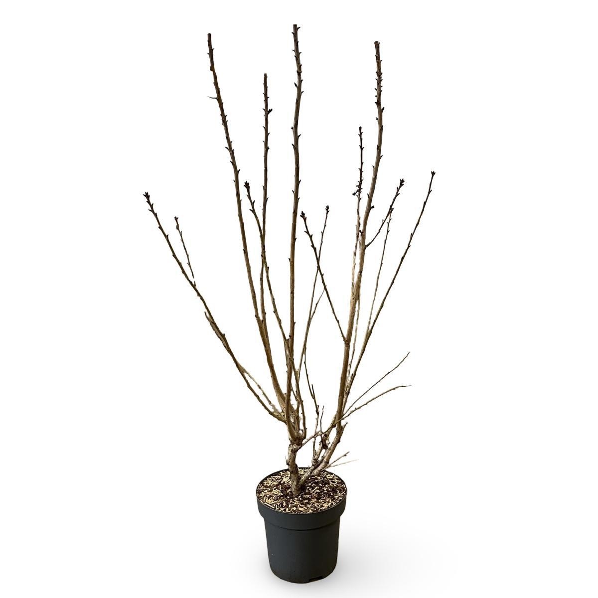 Prunus ser. 'Kanzan', D 32