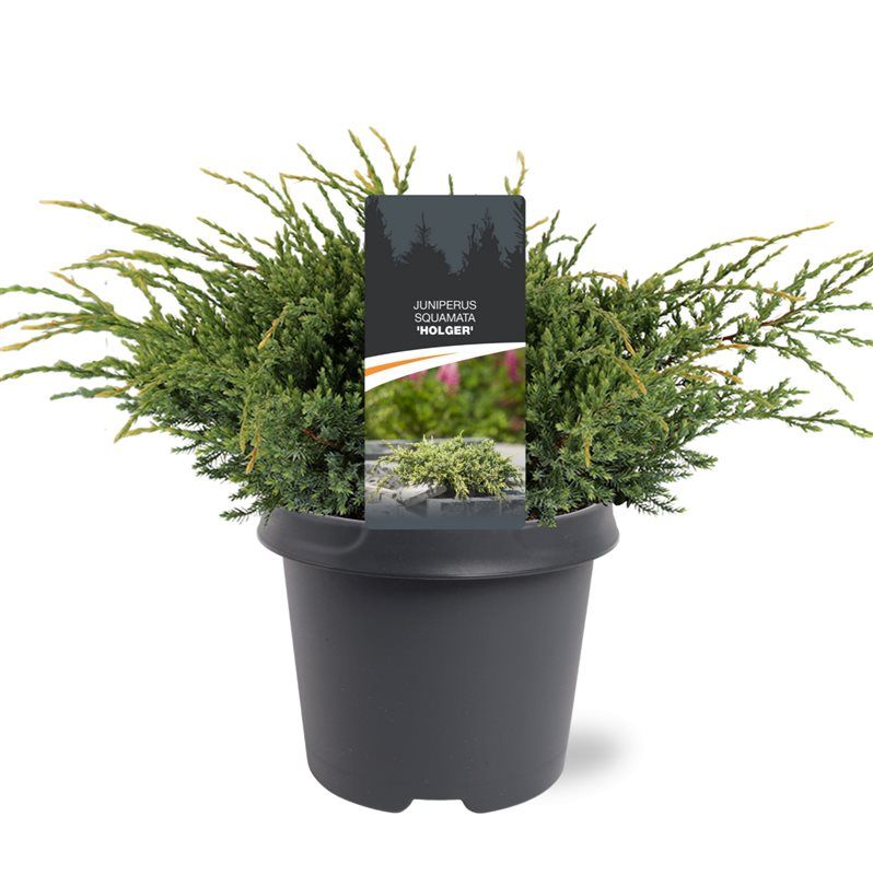 Juniperus squamata 'Holger', D 23