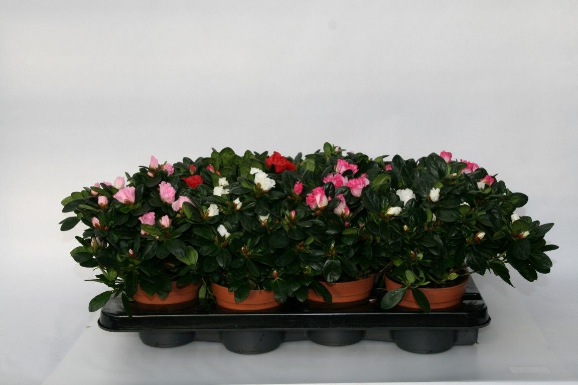 016 : P12 Azalea gemengde soorten, D 12