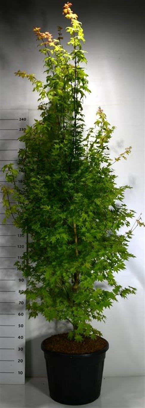 Acer pal. 'Summer Gold', D 55