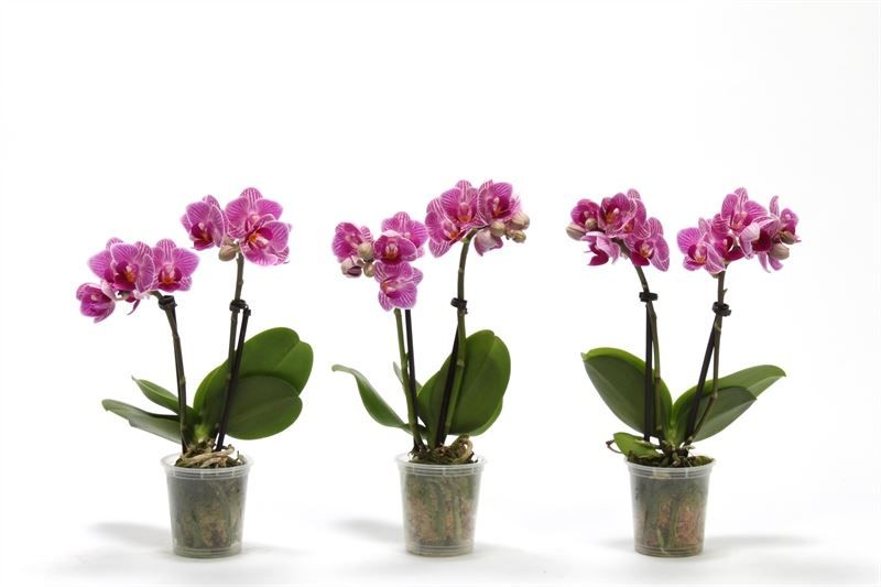 Phal p06 Tiny Dolls pink 2T10+ zonder Aqu@, D 6