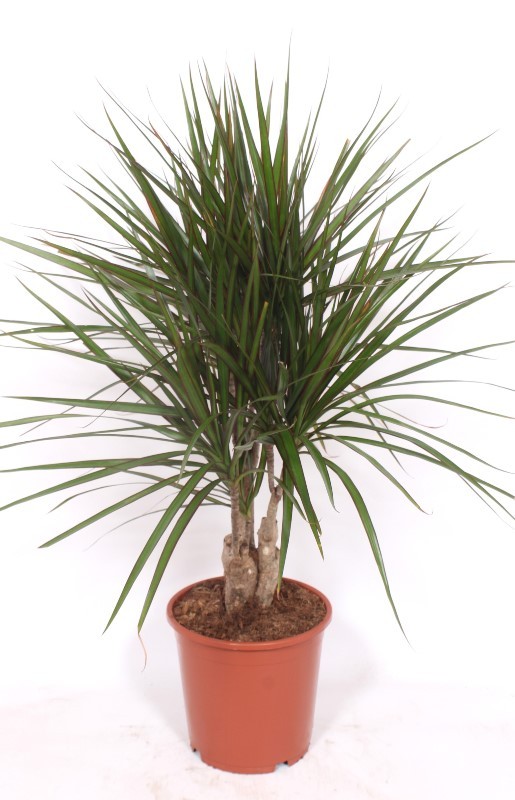 Dracaena marginata, D 21