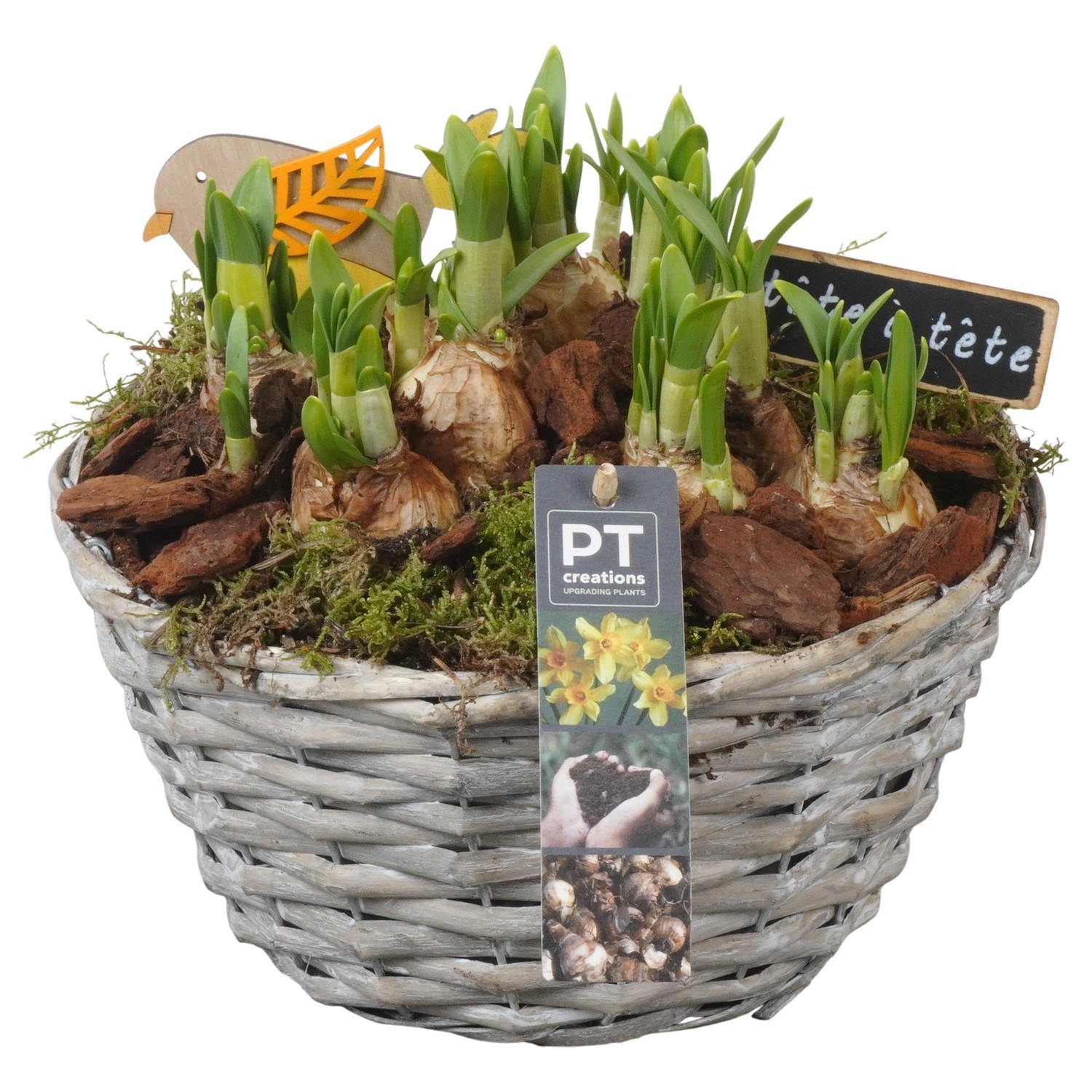 PTN8646 Arrangement Narcissus in rieten mand, D 24