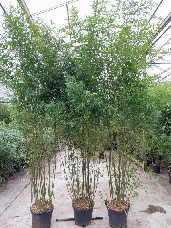 Phyllostachys aurea, D 48
