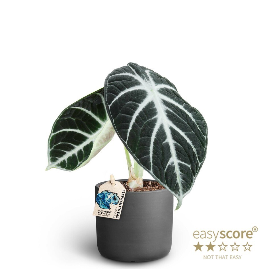 Raw Black, Alocasia ´Ninja´, D 10