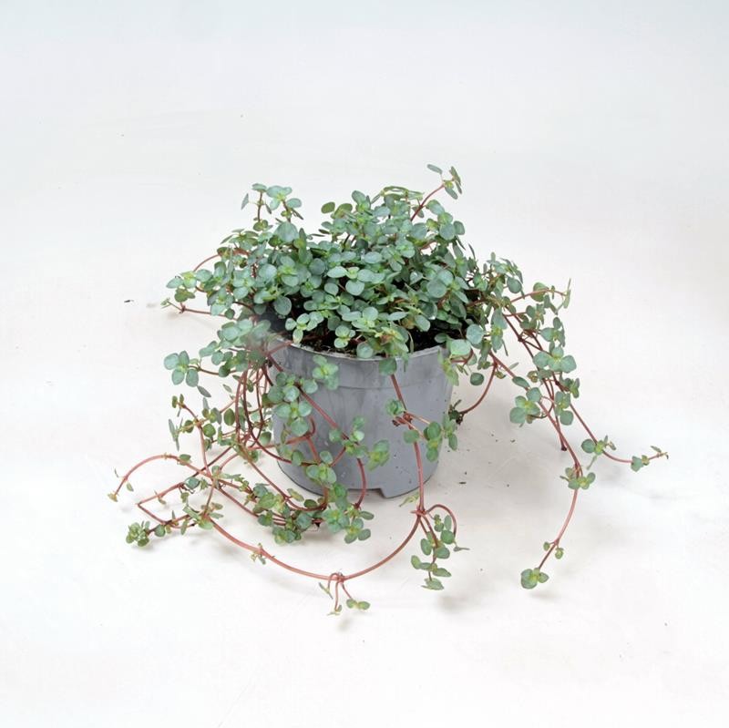 PILEA NUMMULARIIFOLIA 'GLAUCA GREYZY', D 9