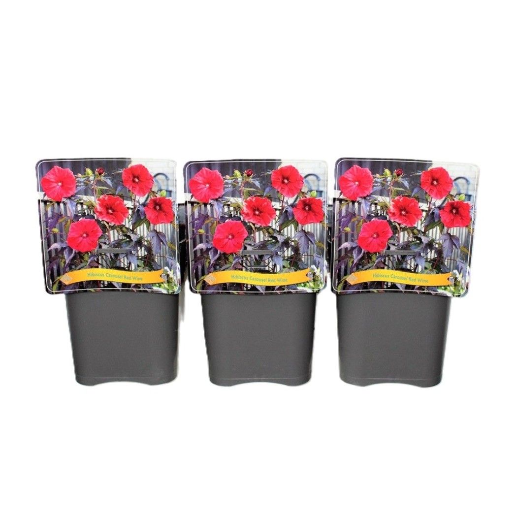 Hibiscus Carousel 'Red Wine' C5, D 21 cm