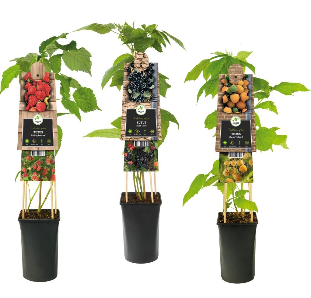 Mixtray Fruit, blackberry and rasberry +3.0 label, D 17