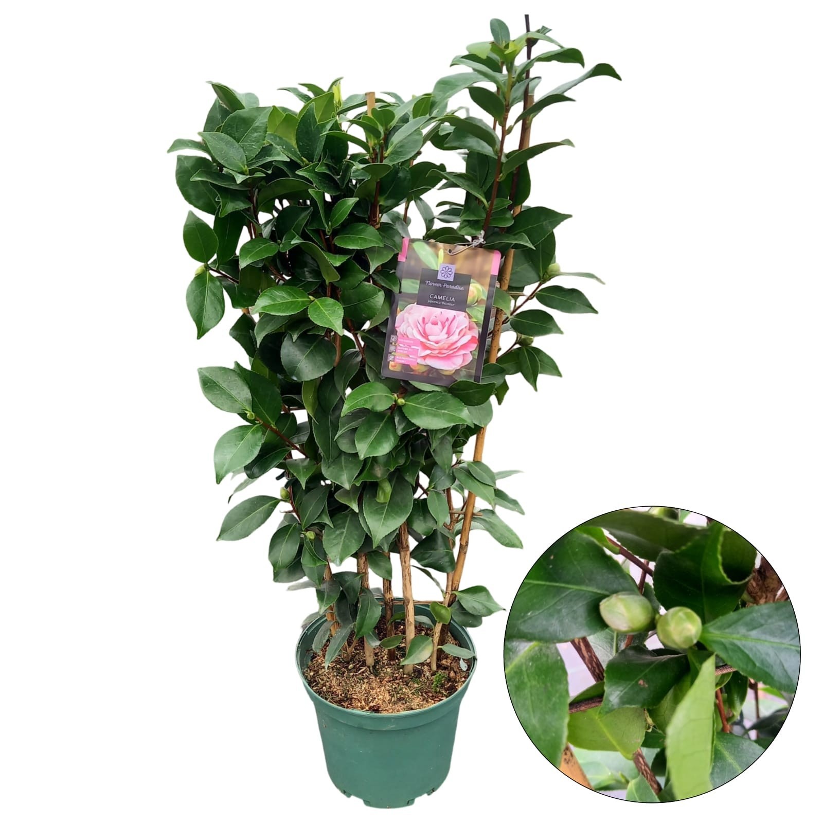Camellia jap. 'Bicolour' REKVORM, D 23