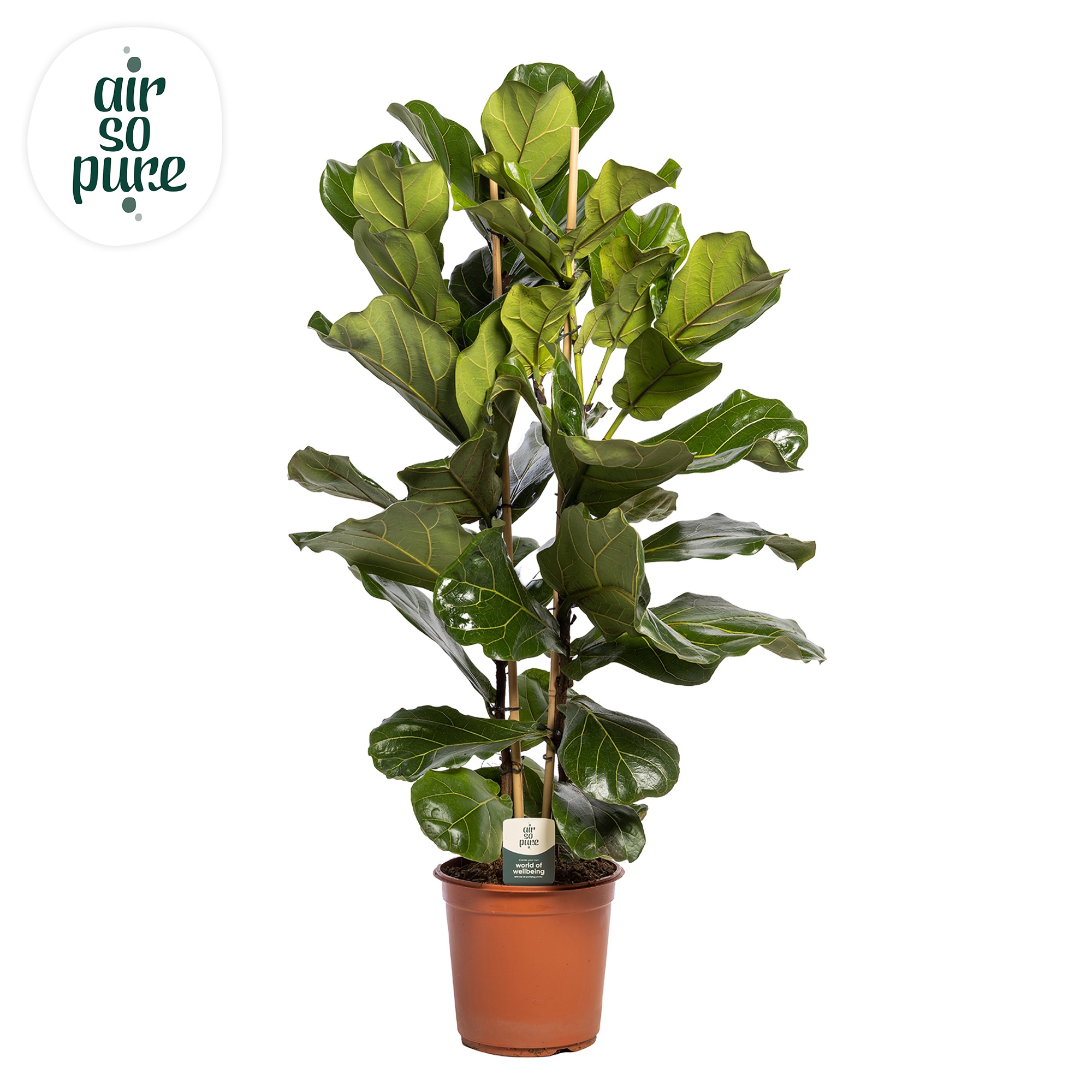 Ficus Lyrata, 2pp, p24, D 24