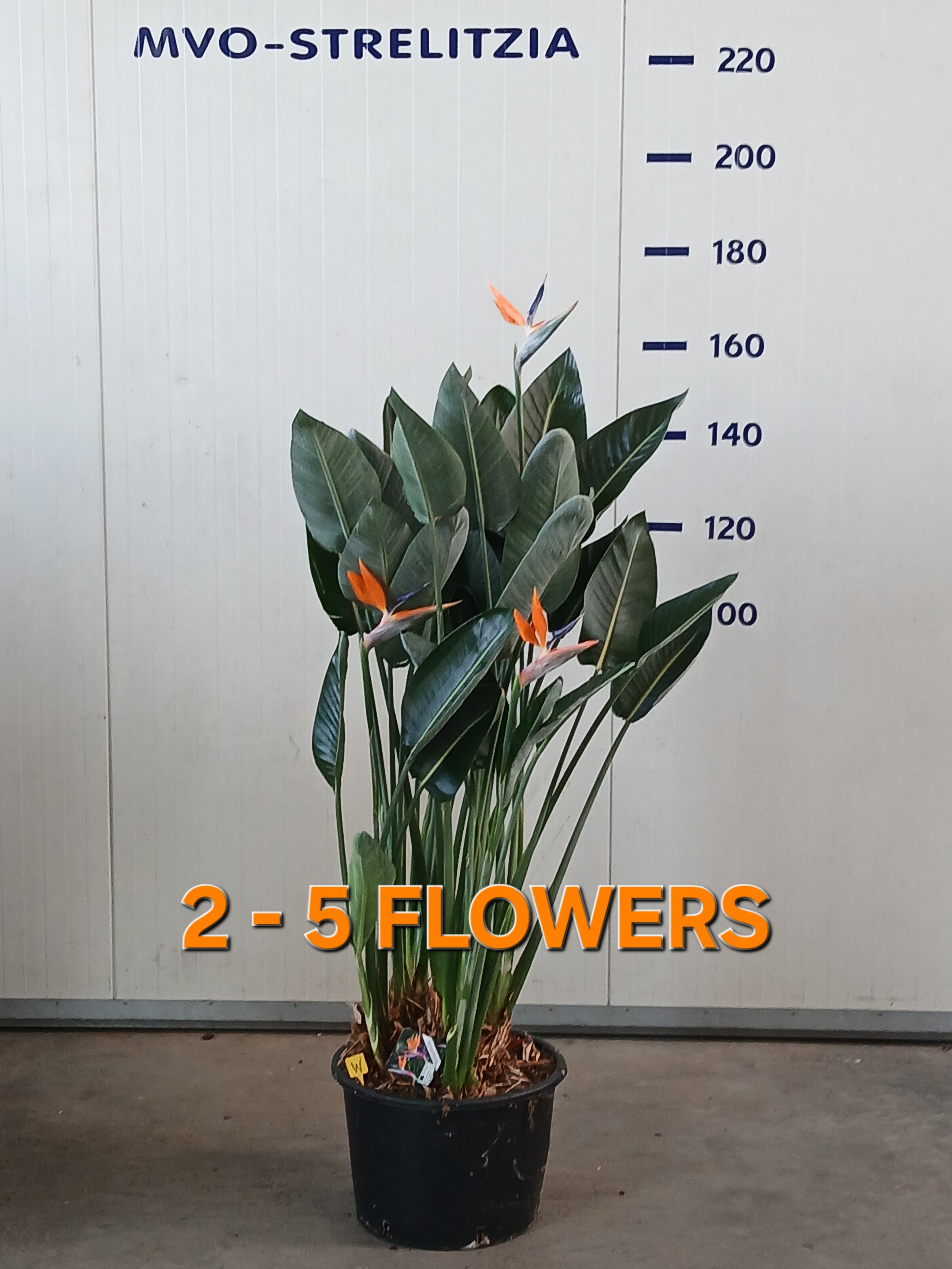 Strelitzia reginae 140-160 5+ bloem premium, D 40