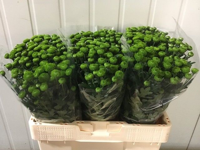 Сантини Пепток, шт.