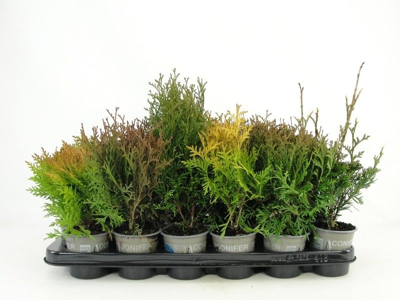 Thuja overig, D 9