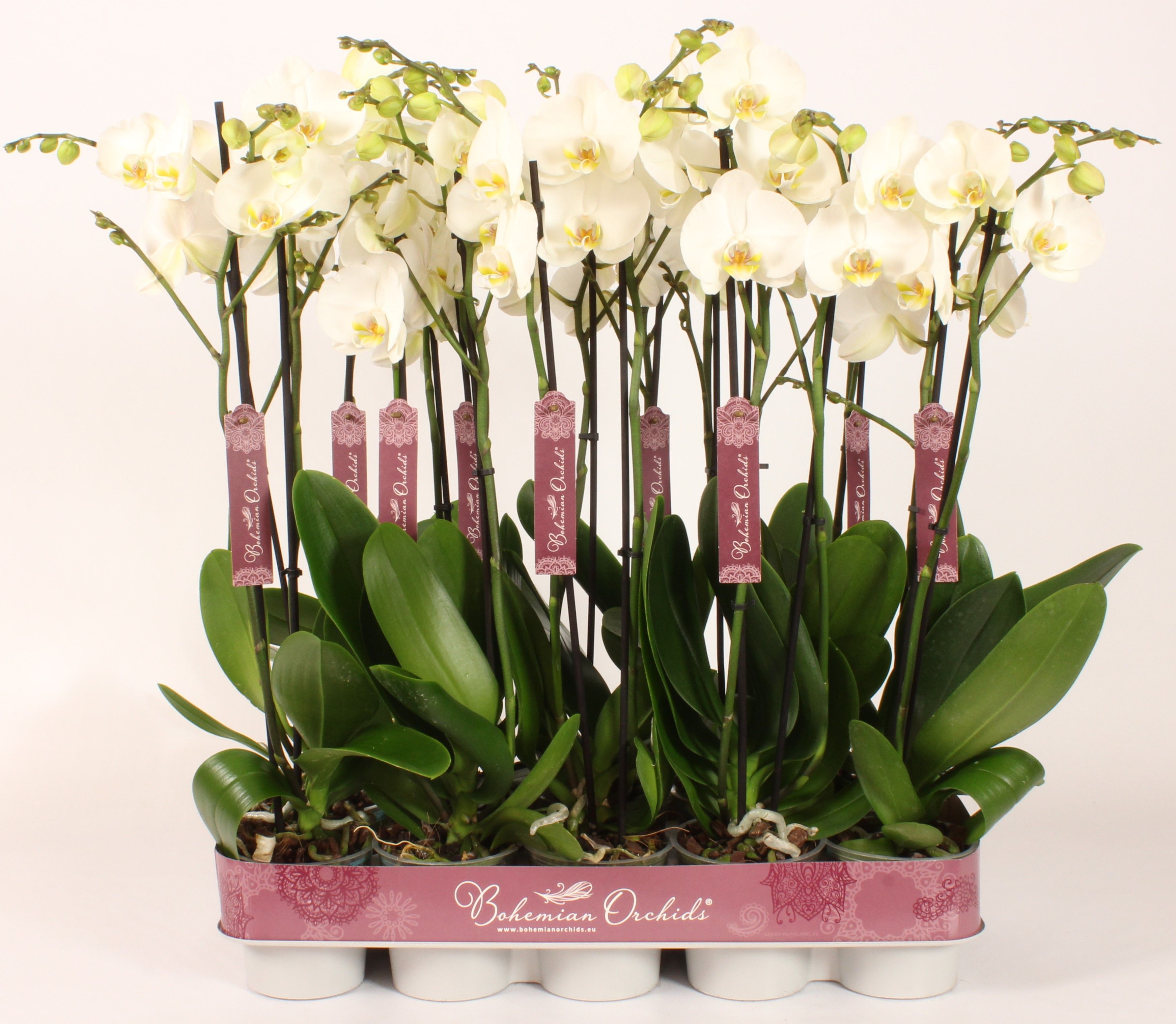 Phalaenopsis 2 tak Wit, D 12