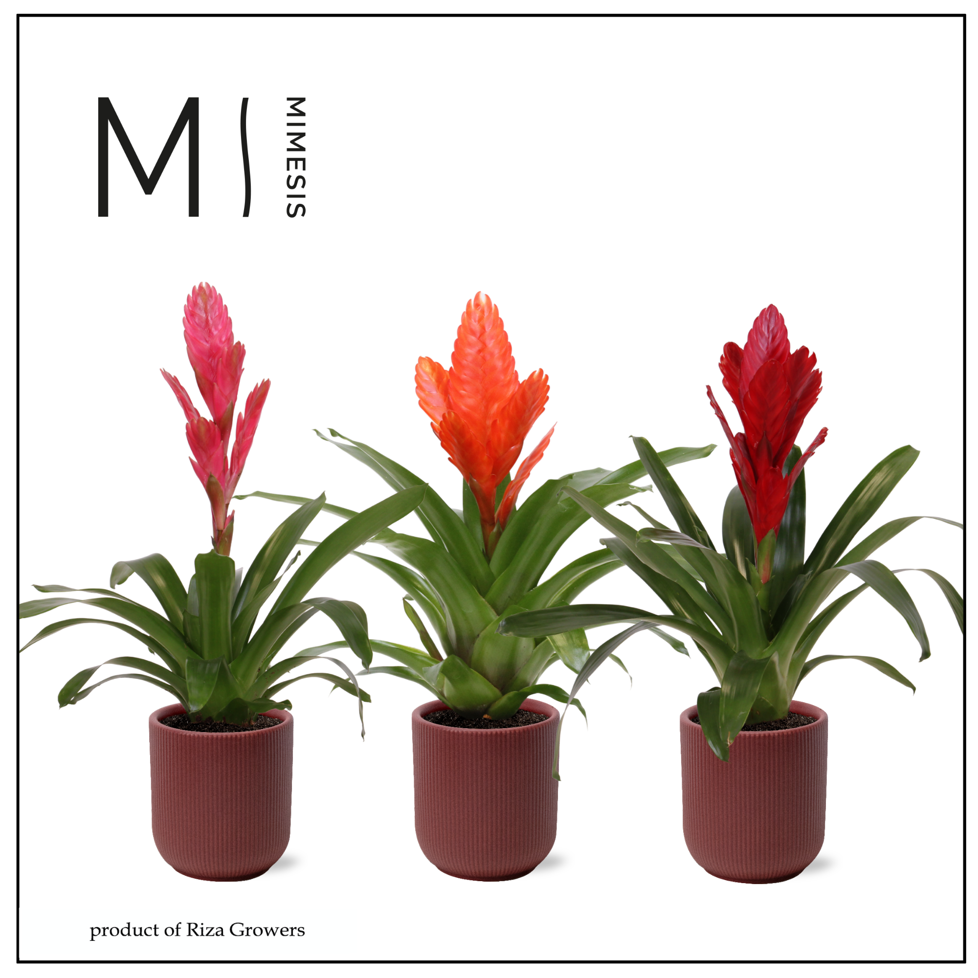Vriesea Stylish - 12cm in Atlanta Burgundy | Mimesis, D 12