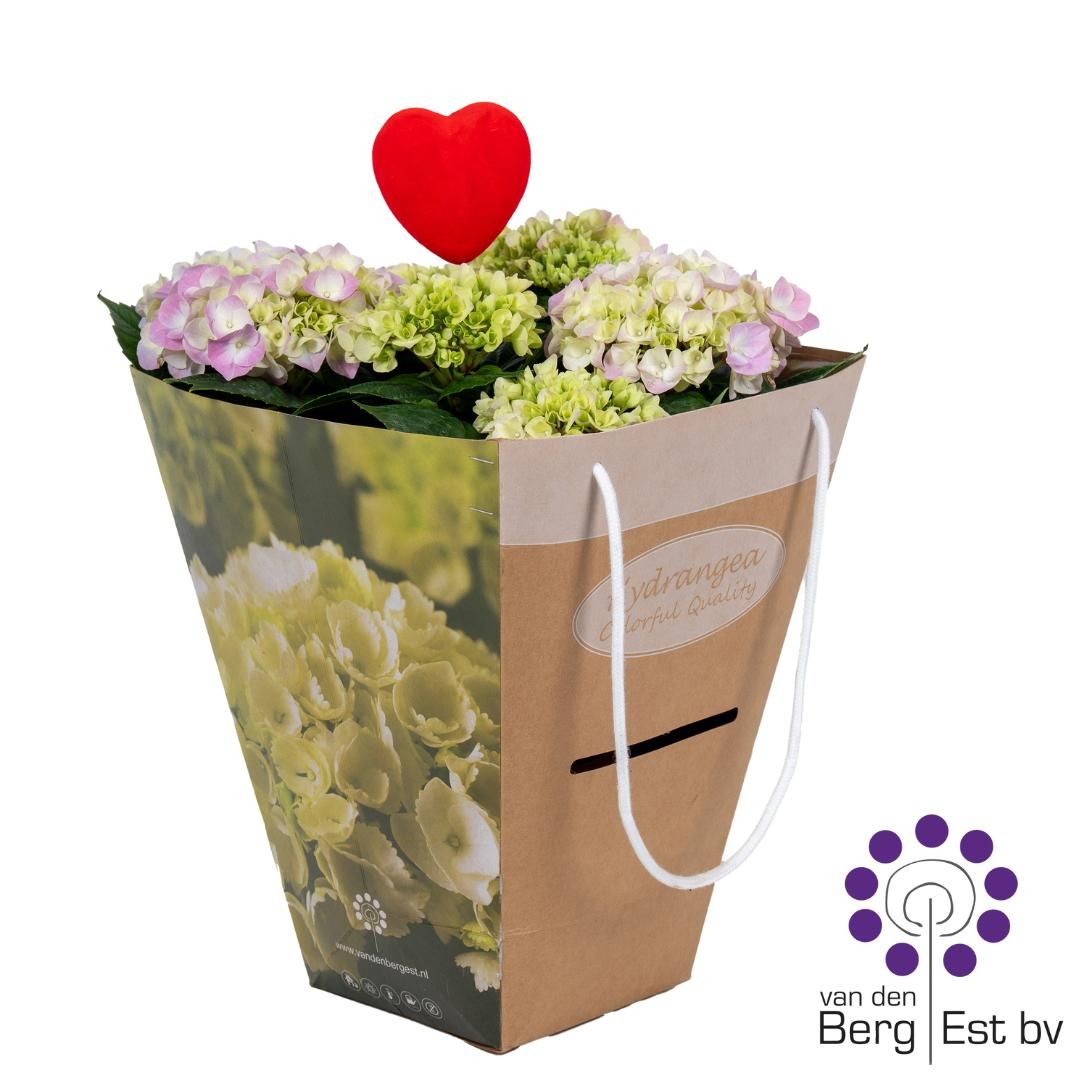 Hydrangea Pink 6/10 luxe kado tas incl. Hart steker, D 14