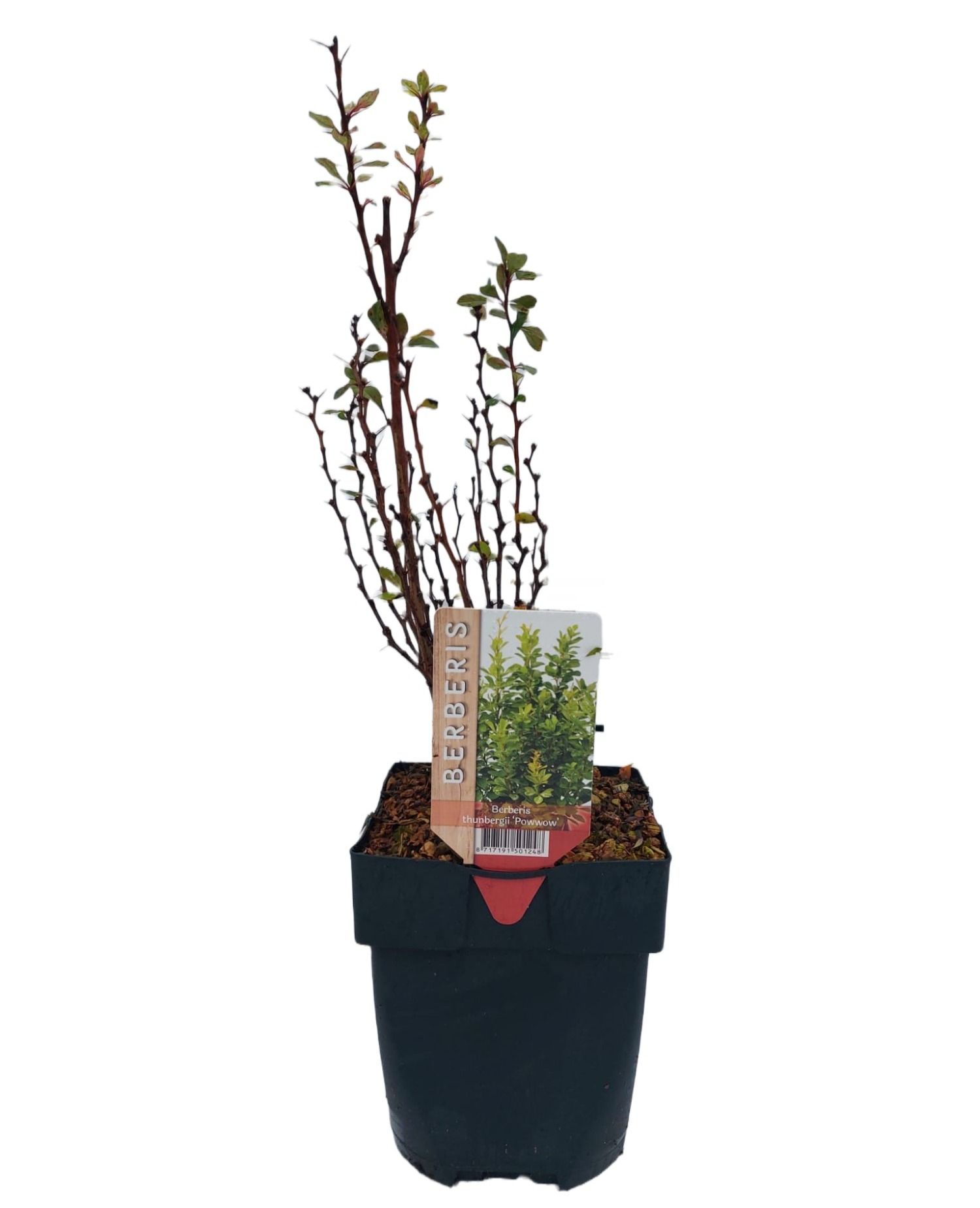 Berberis thunbergii 'Powwow' P17, D 17