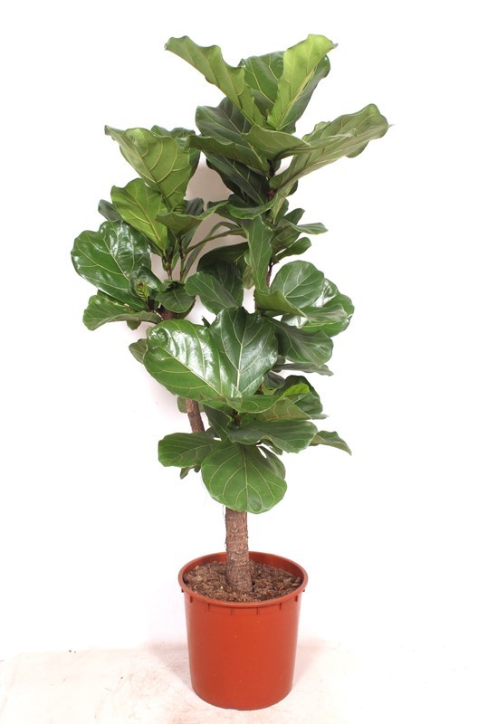 Ficus lyrata, D 34 cm