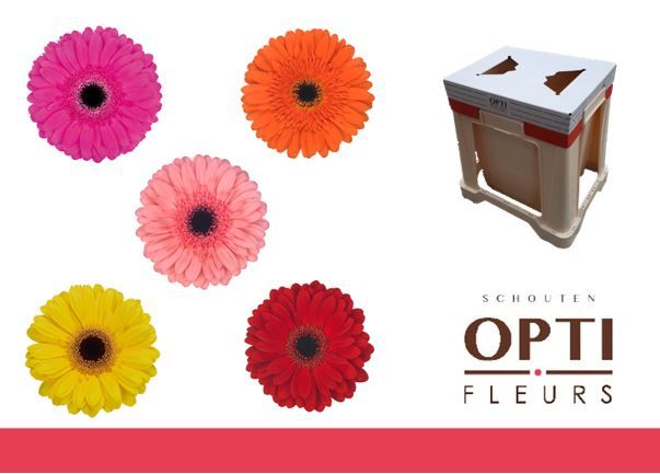 Гербера Микс в линию, шт.