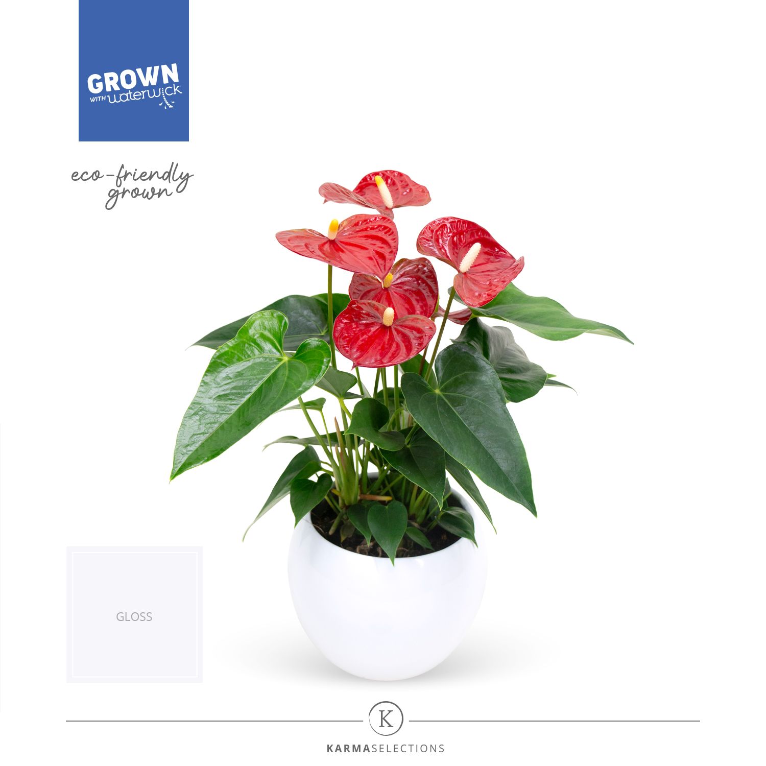 Mimesis Anthurium KARMA Red - Lisa White, D 12