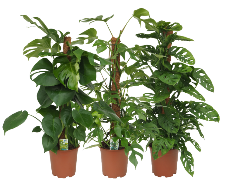 Monstera Mosstok mix (Deliciosa, Minima, Andansonii), D 19