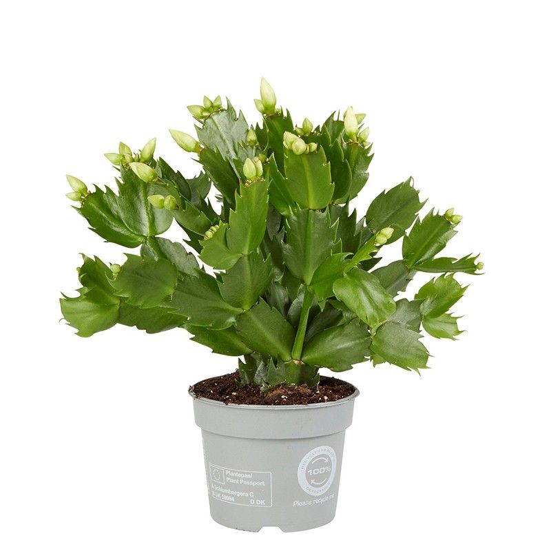 Schlumbergera White Brazil, D 9 cm Schlumbergera White Brazil, D 9 cm