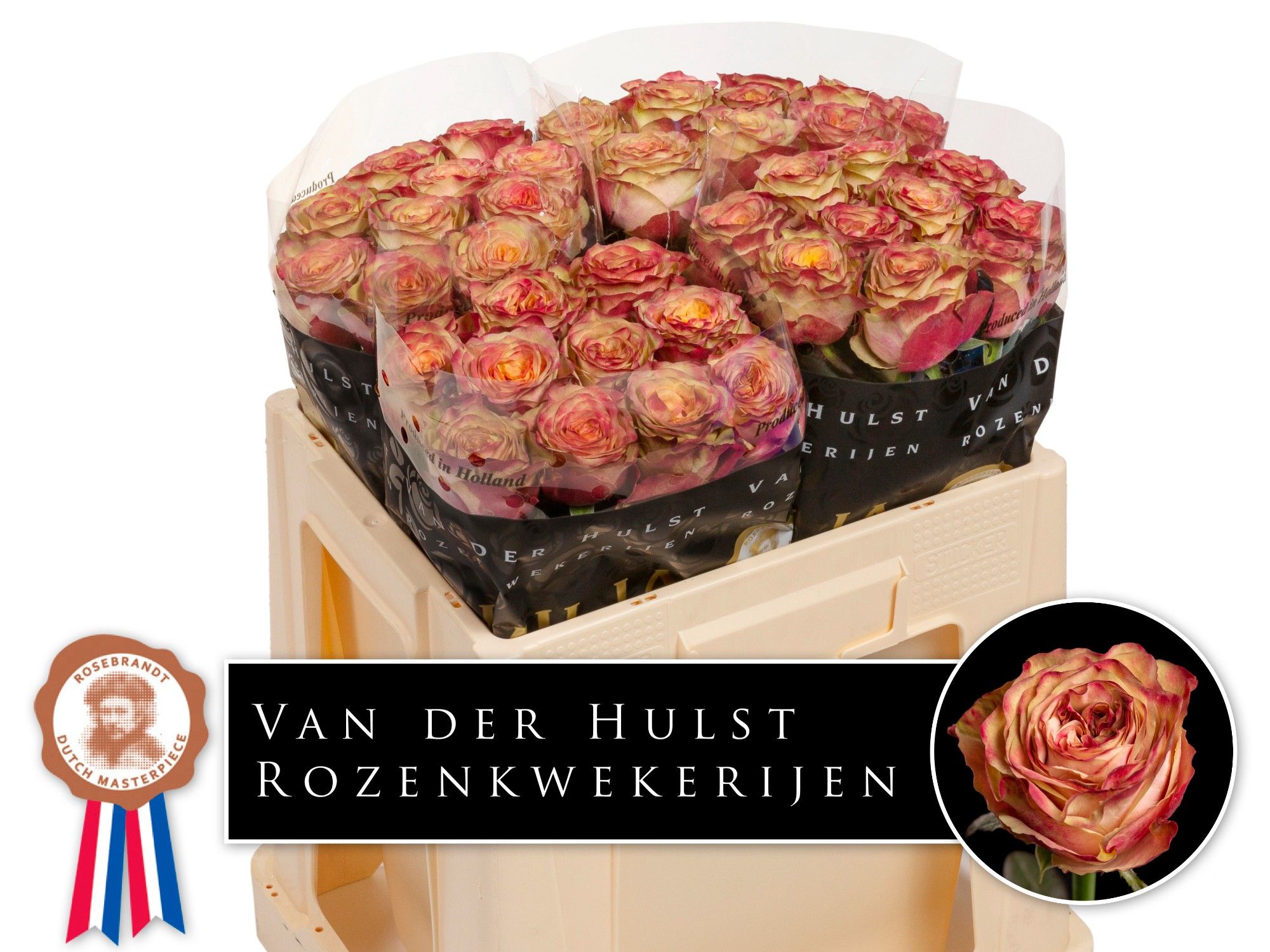 Роза од. Мордор 50, шт.