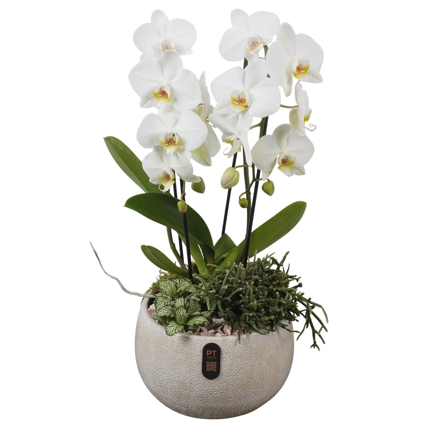 PTIB5338 Arrangement Indoor in keramiek schaal, D 23