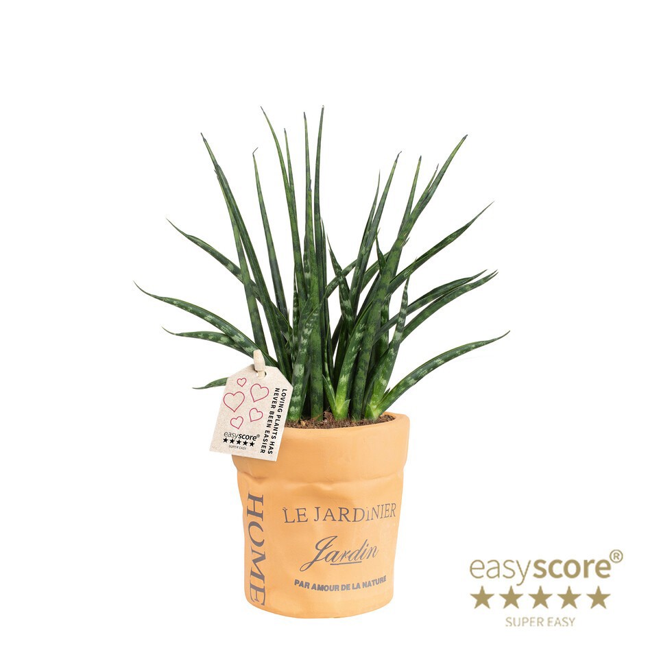 SANSEVIERIA PARVA 40932507 Ceramic Bag Fernwood, D 10 cm