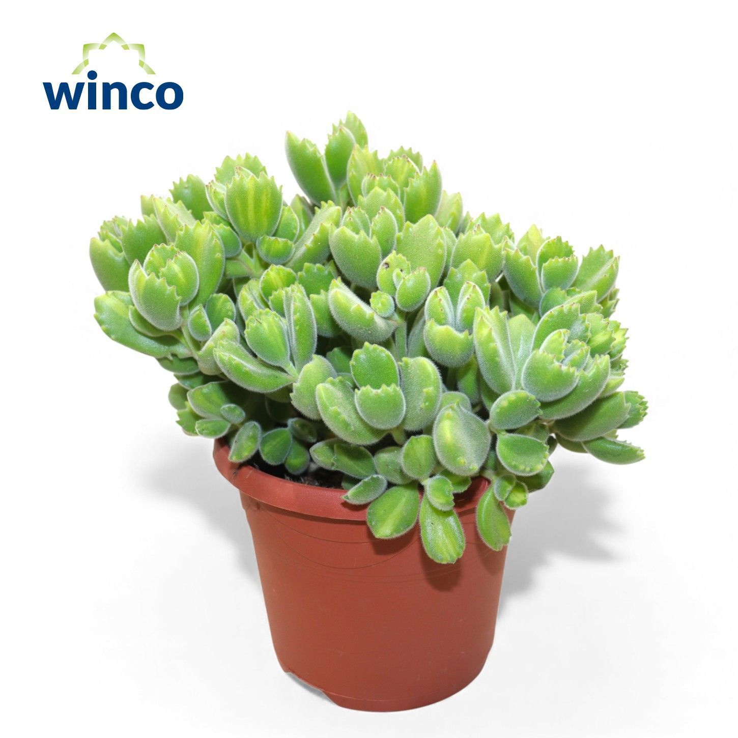 Cotyledon Ladysmithiensis, D 17