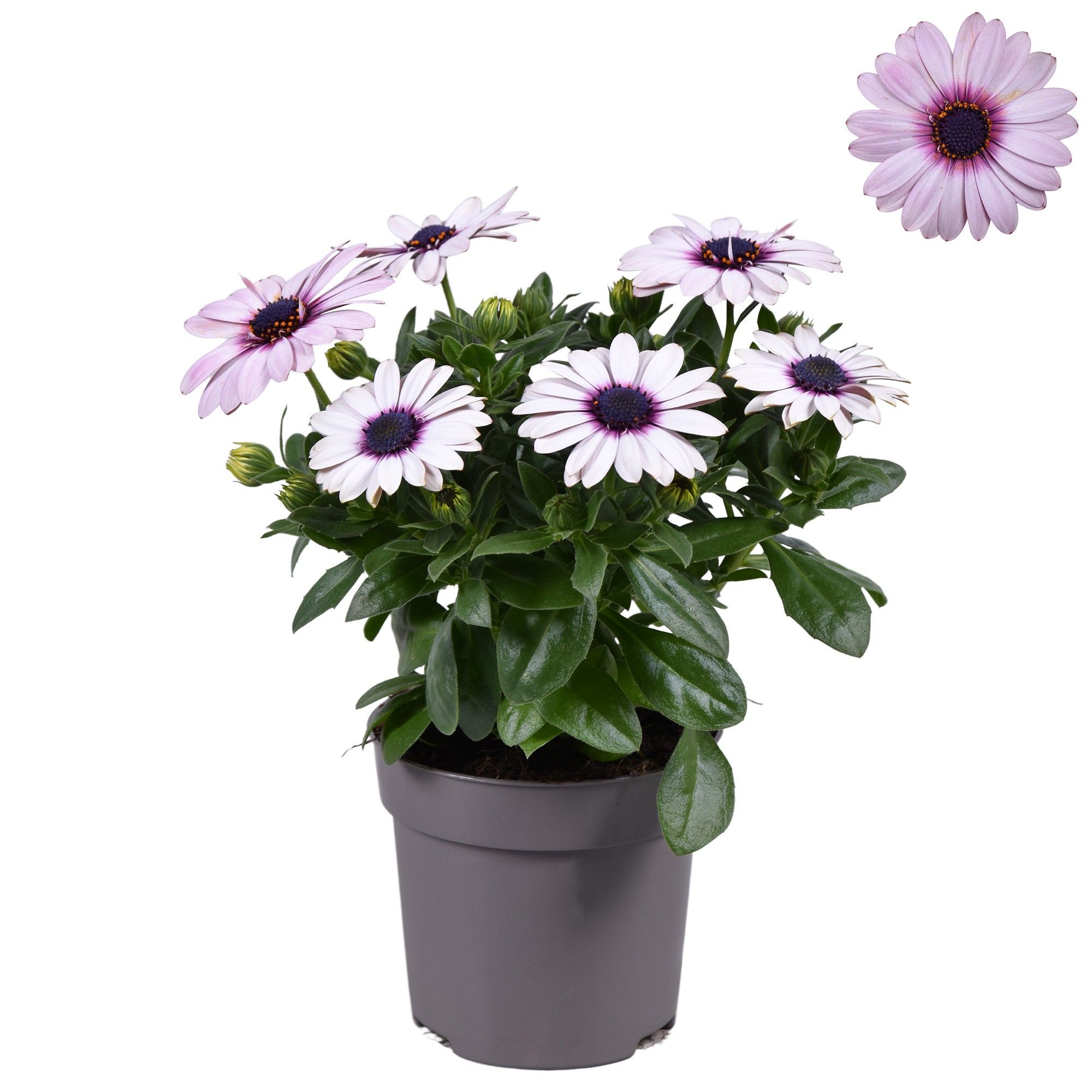 Osteospermum licht roze, D 10,5