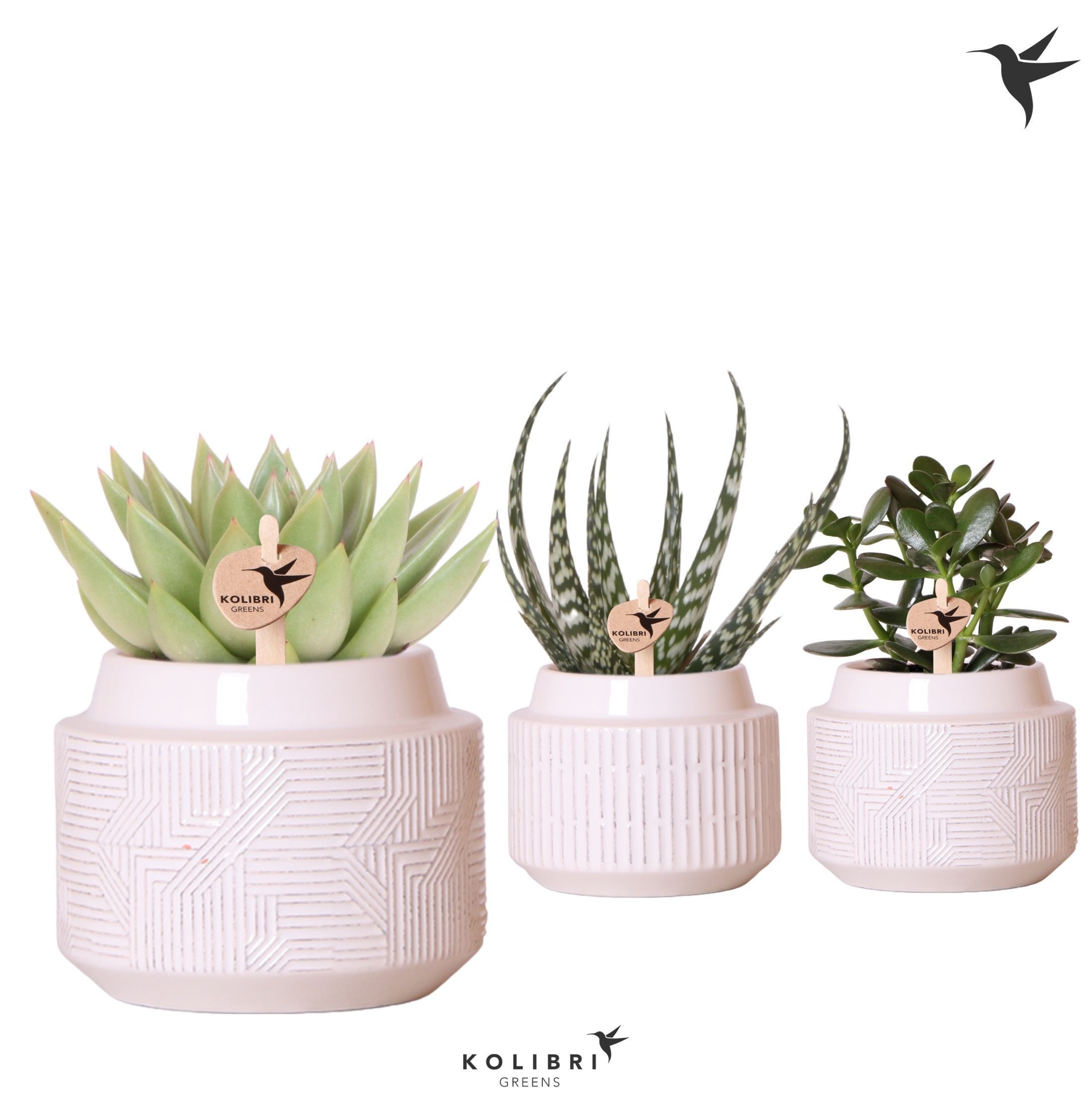 Kolibri Greens Succulenten mix in Maze pot white, D 9