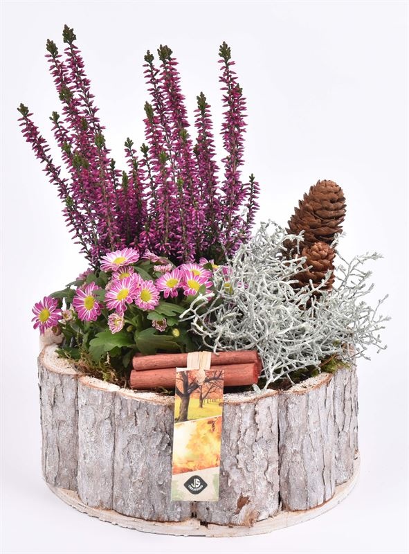 Boomschors bruin 22,5cm, D 22 cm Boomschors bruin 22,5cm, D 22 cm