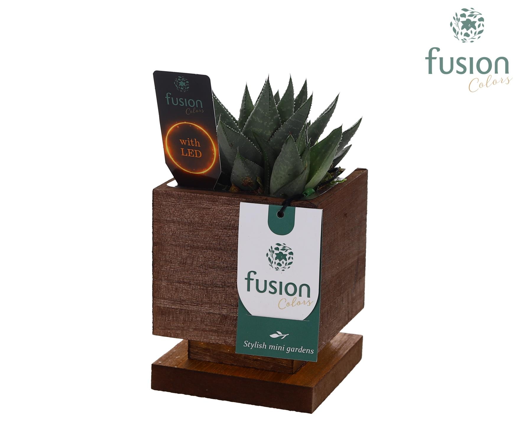 The Green Lighting Garden LED Small met Succulent, D 10