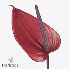 Антуриум Черато x12, шт.