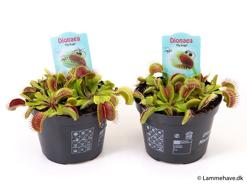 DIONAEA MUSCIPULA 171, D 12 cm DIONAEA MUSCIPULA 171, D 12 cm