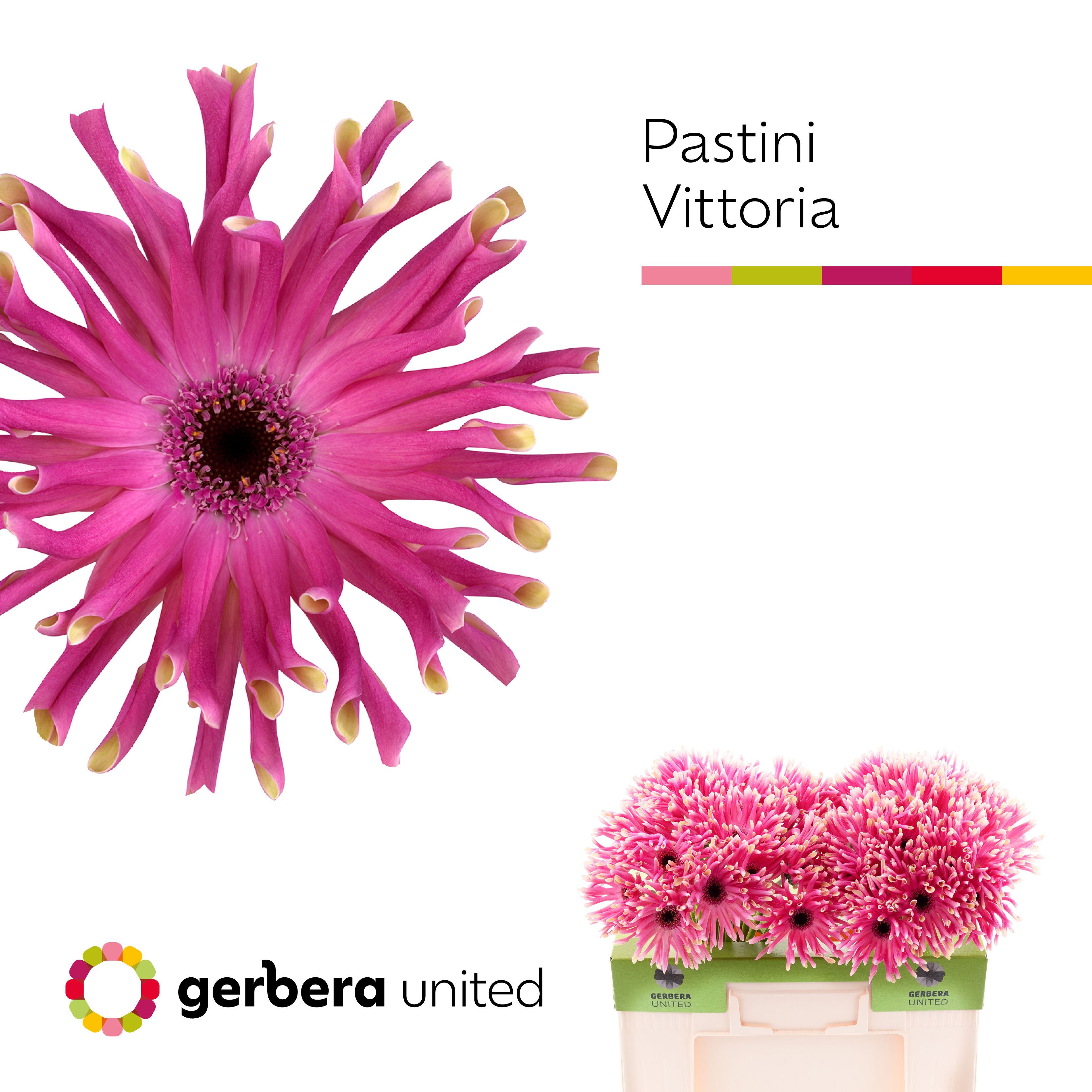 Гербера Пастини Виттория, шт. Гербера Пастини Виттория, шт.