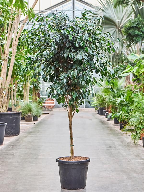 Ficus benjamina 'Danielle' (140-150), D 36