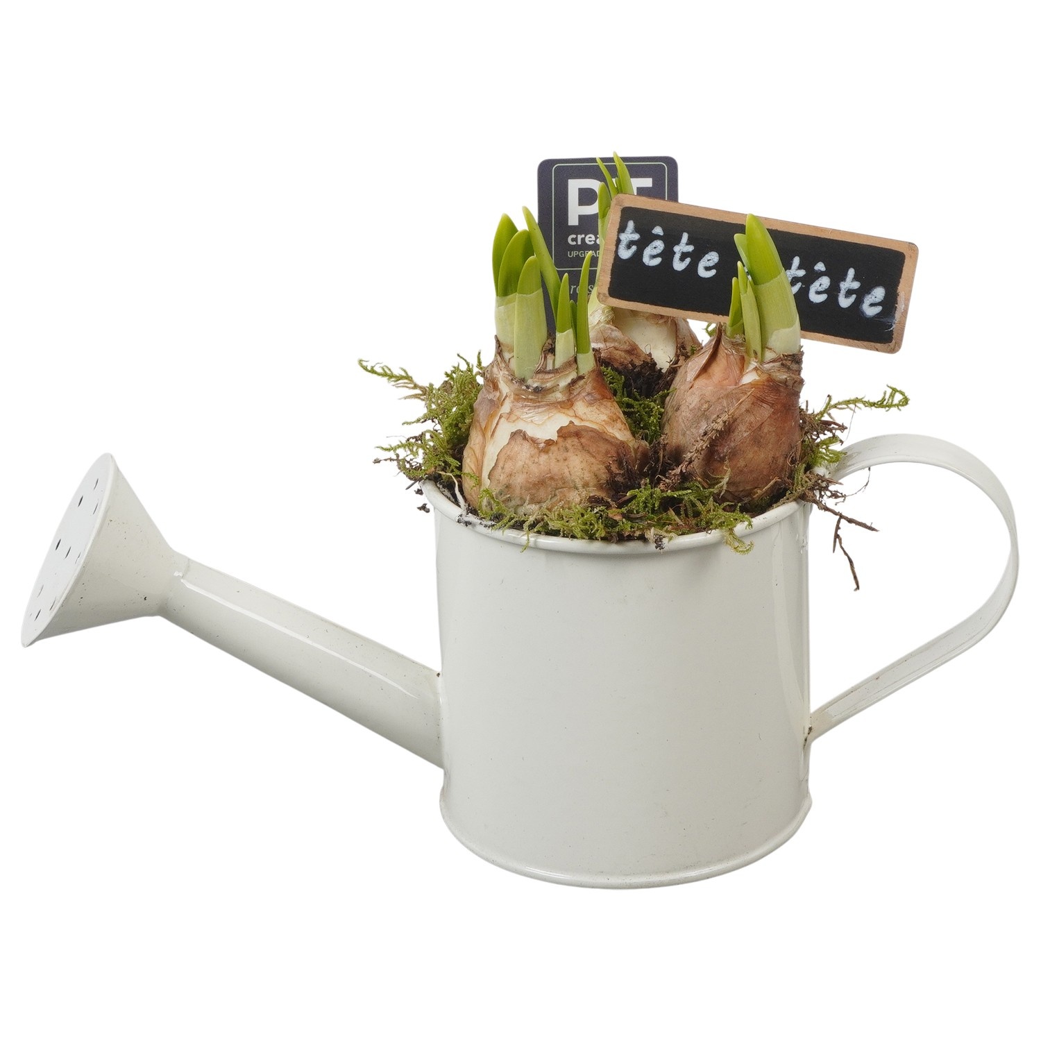 PTN8542 Arrangement Narcissus in zink gieter, D 9