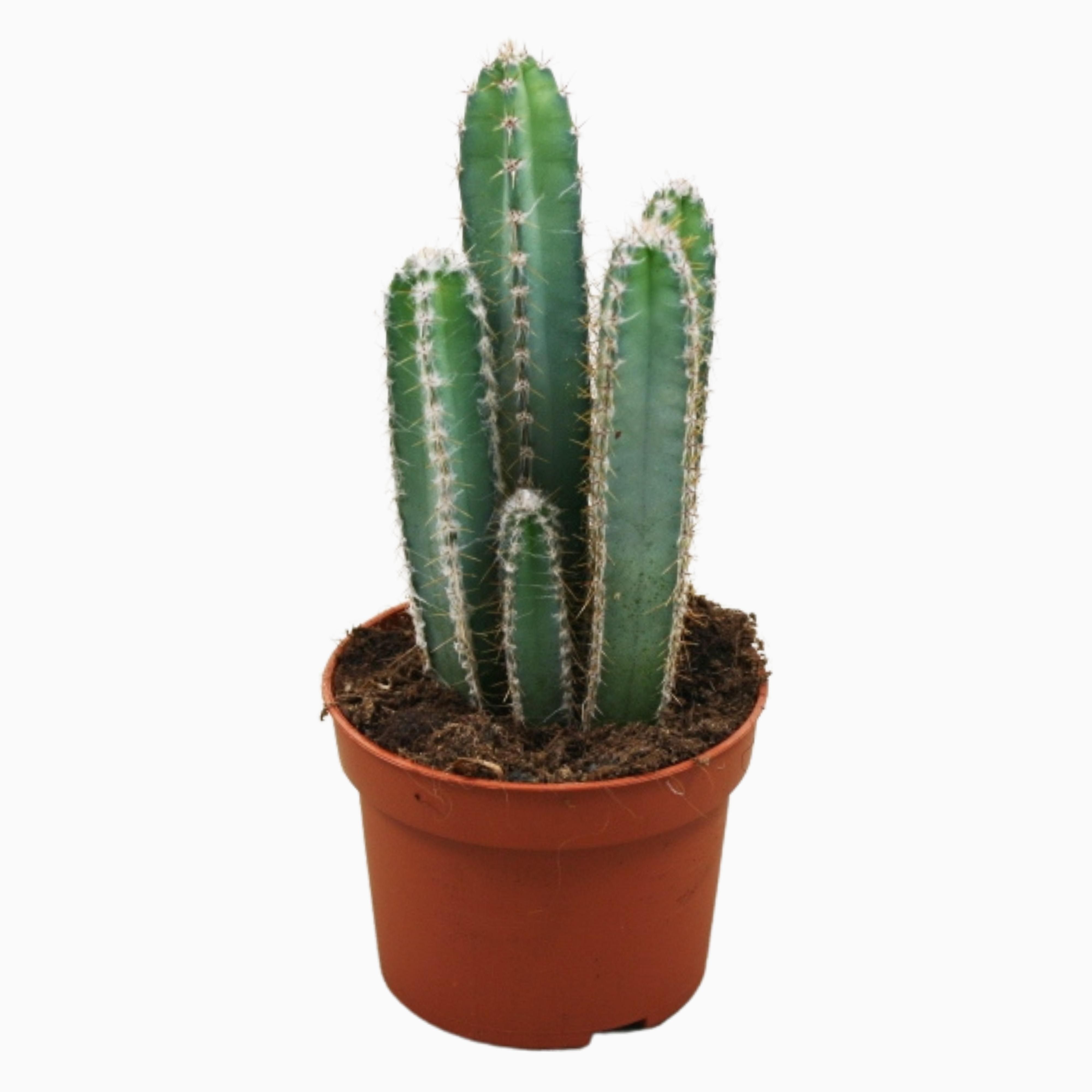 Cereus forbesii 10,5 cm, D 10,5