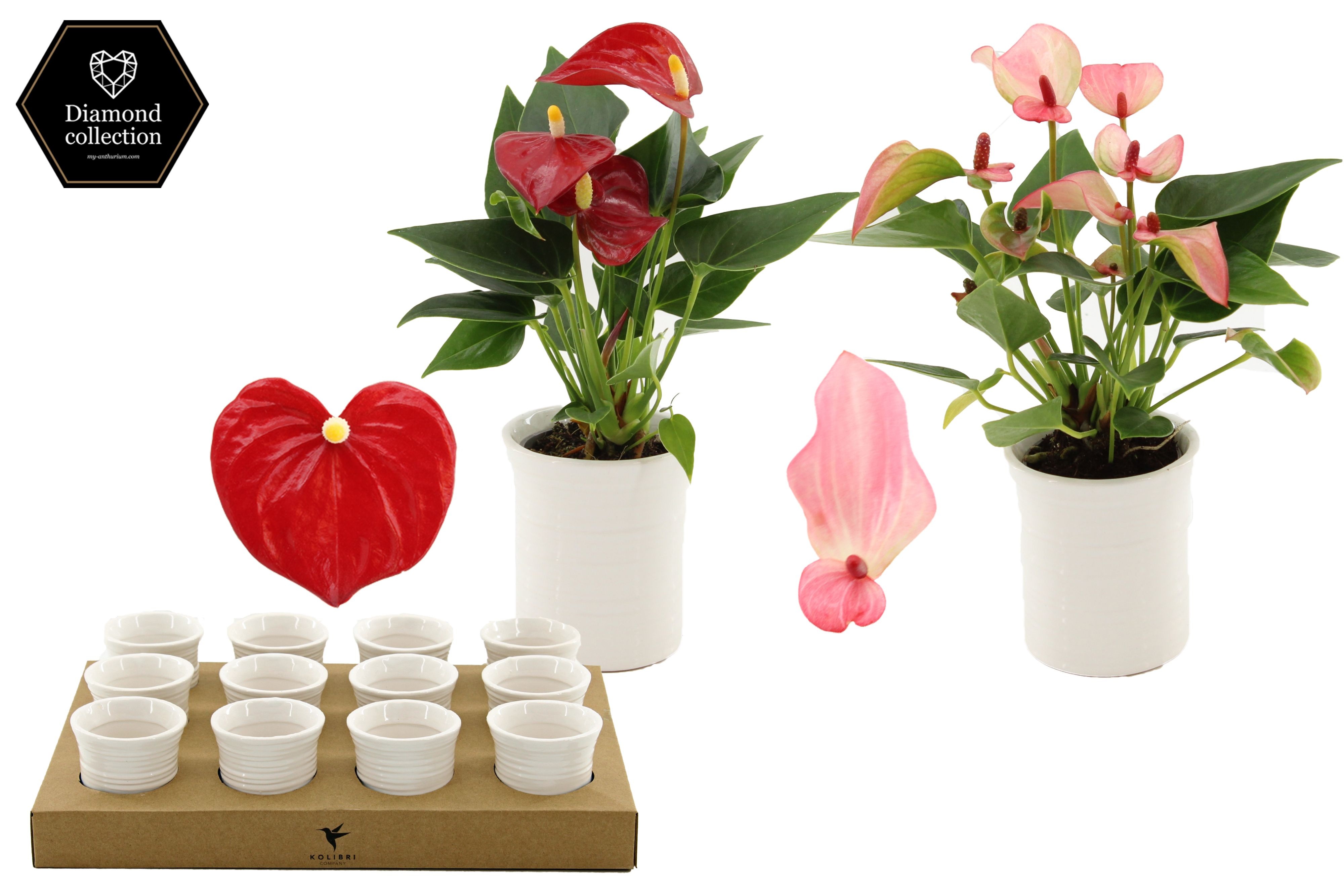 Anthurium 6 cm 2 color mix in Furrow ceramics, D 6 cm
