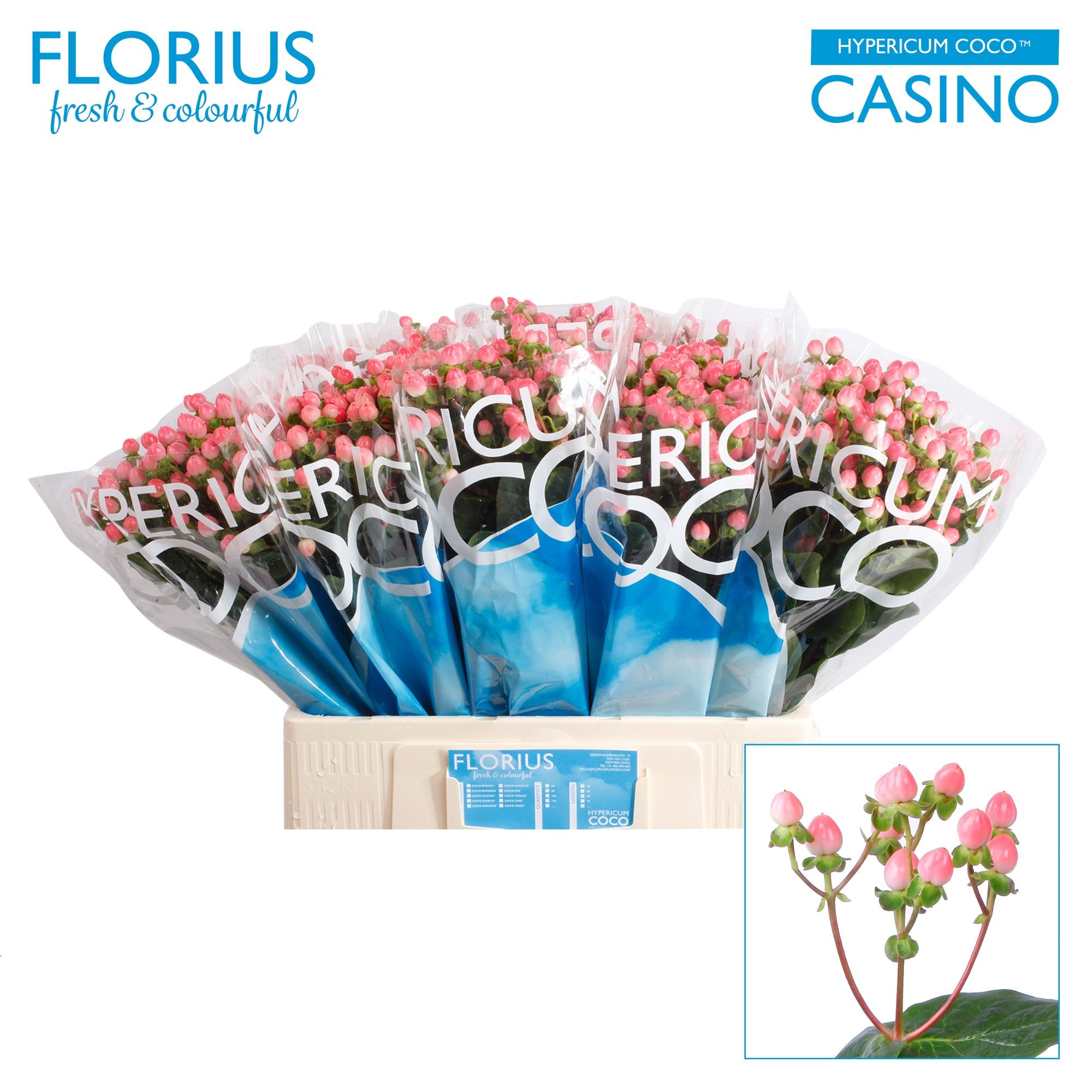 Гипперикум Коко Казино 60, шт.
