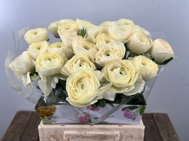 Ранункулус Саксесс Комедия 45, шт.